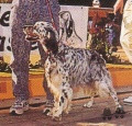 Setter Anglais GANDI DE MENDI AÑEZCAR Setter Anglais GANDI DE MENDI AÑEZCAR